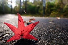 一夜之间突然变冷的短句(55句)