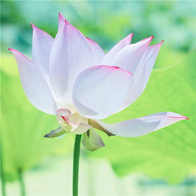 2023有寓意的微信头像(精选12张)