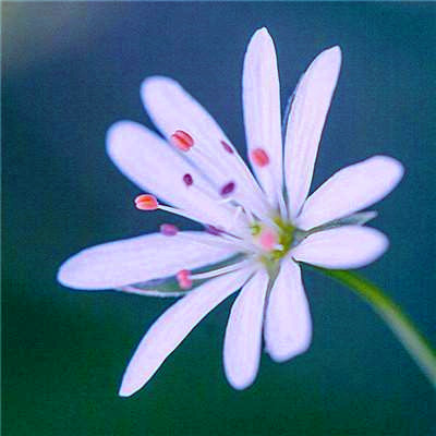 2023有寓意的微信头像(精选12张)