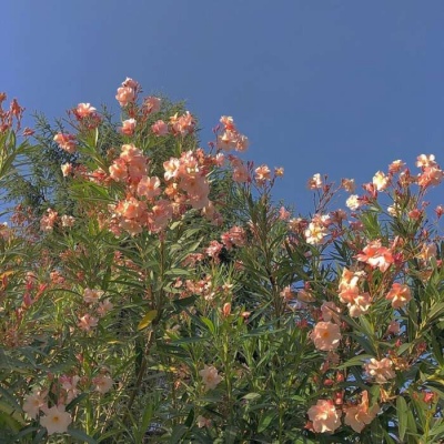 值得一辈子不换的头像风景图