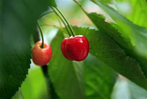 一眼就爱上的微信昵称(51个)