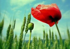 男士网名成熟霸气的稳重(精选45个)