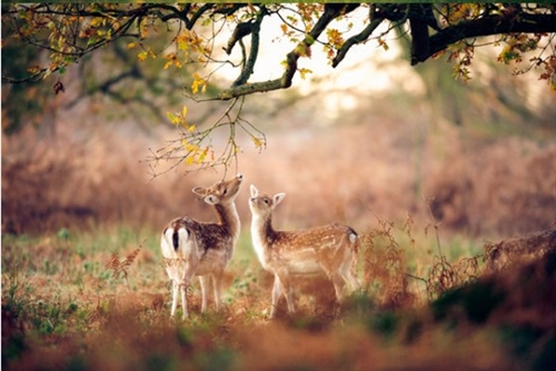 好听的微信名字女生简单气质(精选47个)
