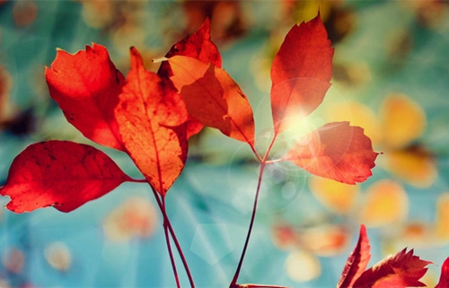 诗意淡雅古风网名男(59个)