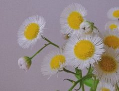 小雏菊心情语录(47句)