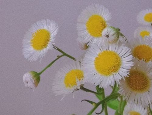 小雏菊心情语录(47句) 小雏菊心情语录(47句)