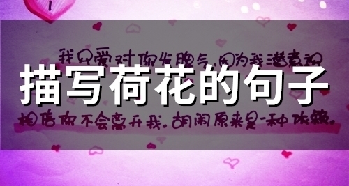 描写荷花的句子(49句)