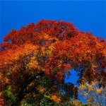 父母认为好看的头像(精选12张)