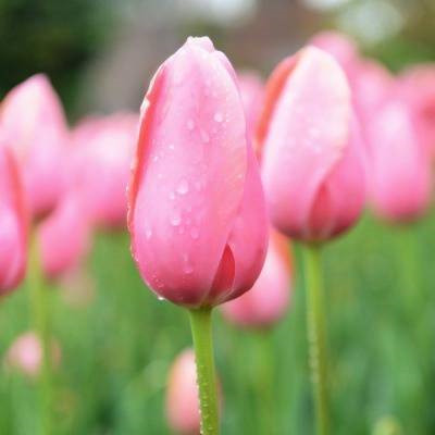 2023年适合50岁女人微信头像(精选12张)