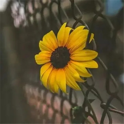 2023微信头像图片最火风景(精选12张)