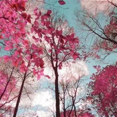 30一40岁女人微信头像风景(精选16张)