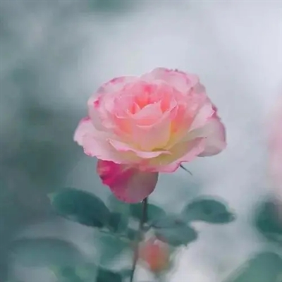 30一40岁女人微信头像风景(精选16张)