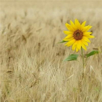 头像图片2023最火爆(精选12张)