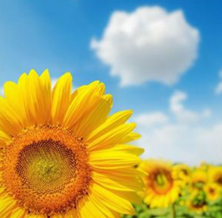 一生好运的女人微信头像(精选10张)