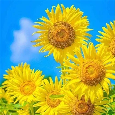 一生好运的女人微信头像(精选10张)