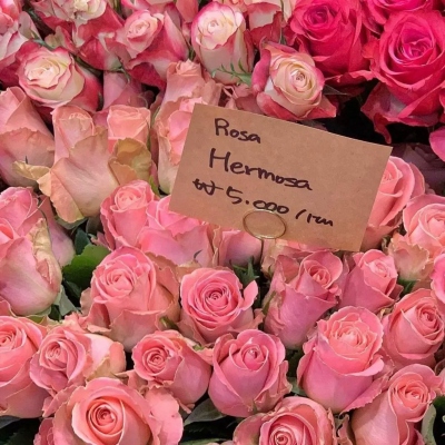 女人幸运又聚财的微信头像图片