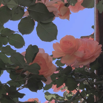 女人幸运又聚财的微信头像图片