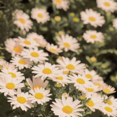 一生好运的女人微信头像(精选15张)