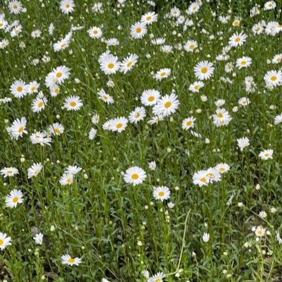 一生好运的女人微信头像(精选15张)