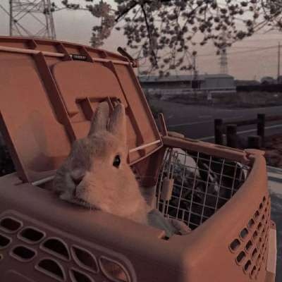 一看就舒心的微信头像