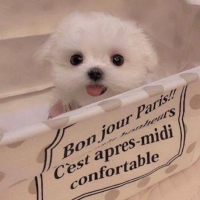 一看就舒心的微信头像