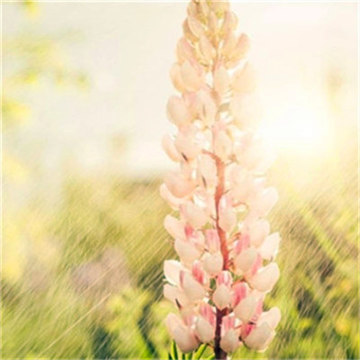 2023一生好运的女人微信头像