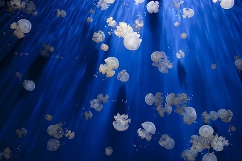 五个字的好听的网名女(56个)