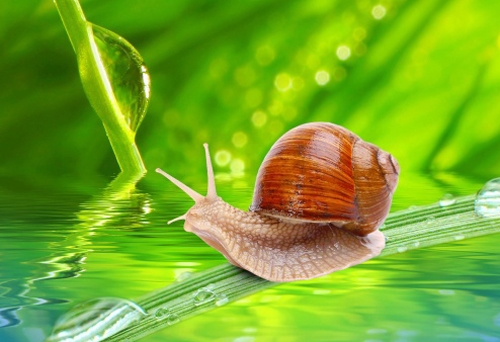 四个字有诗意的网名(59个)