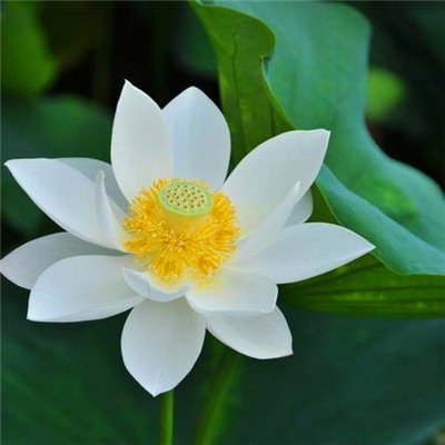 简单干净好看微信头像(精选42张)