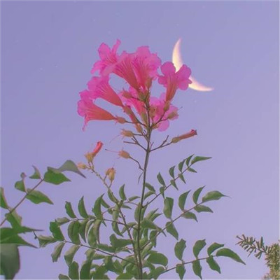 值得一辈子不换的头像2023(38张)