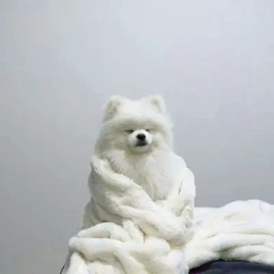 头像2023最火可爱动物(34张)