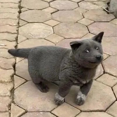 头像2023最火可爱动物(34张)