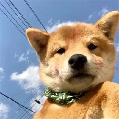 头像2023最火可爱动物(34张)