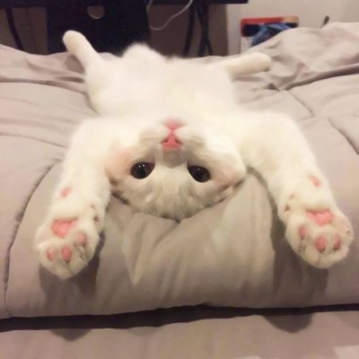 头像2023最火可爱动物(34张)