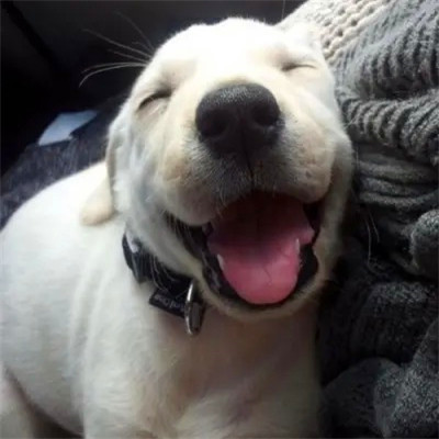 头像2023最火可爱动物(34张)