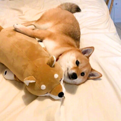 头像2023最火可爱动物(34张)