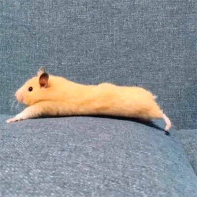 头像2023最火可爱动物(34张)