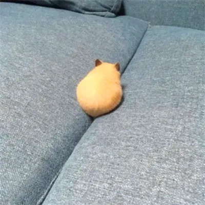 头像2023最火可爱动物(34张)