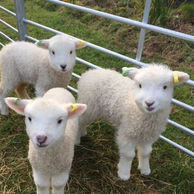 头像2023最火可爱动物(34张)