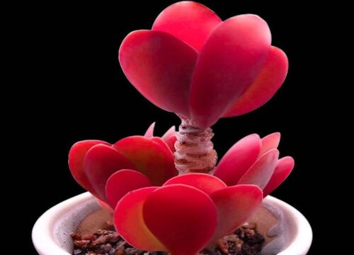 2023最火微信头像干净(51张)