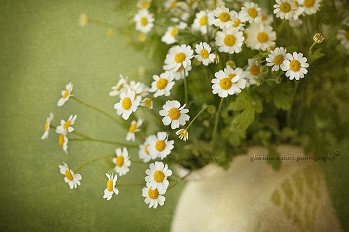 憨憨的昵称大全两个字(精选188个)