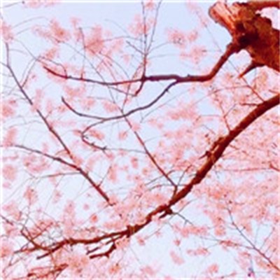 40岁女人头像有气质风景(51张)