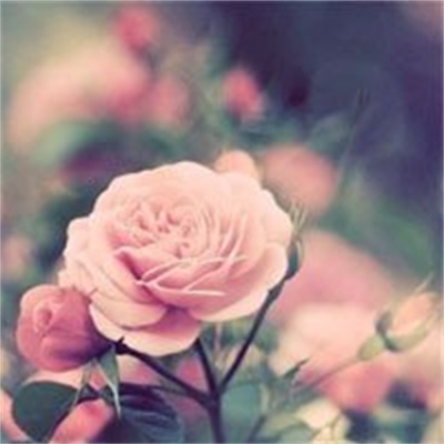 40岁女人头像有气质风景(51张)