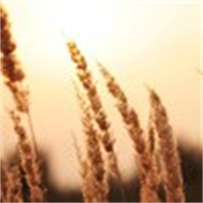 40岁女人头像有气质风景(51张)