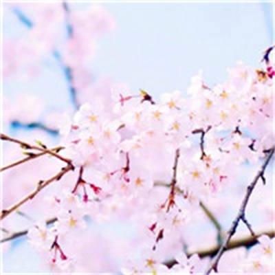 40岁女人头像有气质风景(51张)