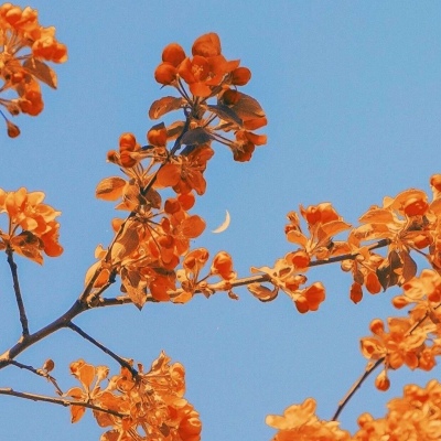 40岁女人头像有气质风景(51张)