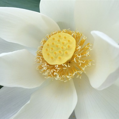 40岁女人头像有气质风景(51张)