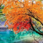 40岁女人头像有气质风景(51张)