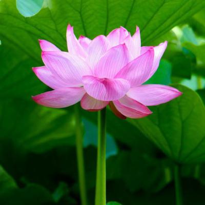 好看的80后头像图片(26张)