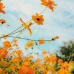 2023男人带好运最火头像风景(58张)